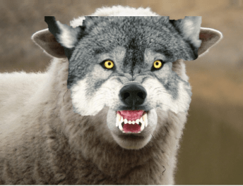 sheep in wolf